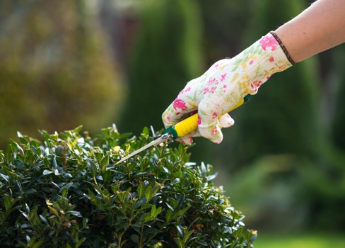 A close-up view of a gardener's hand wearing a floral-patterned glove, holding a garden pruning tool as it trims the dense, well-maintained green shrub in a landscaped outdoor space. The shrub features small, glossy leaves and forms part of a larger garden layout that includes a neatly edged flower bed in the background. The garden surface consists of lush, evenly cut grass, while a gravel pathway and wooden decking are subtly visible nearby. The scene is set outdoors during daylight with soft natural lighting, likely on a clear day, highlighting the vibrant green foliage and natural tones of the garden environment. This scene exemplifies professional gardening and landscaping efforts typical of services provided by Landscapers Swiss Cottage, incorporating tidy boundary borders and careful plant maintenance suitable for residential gardens in the local area.