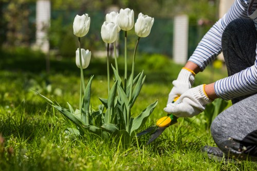 A person gardening in a well-maintained outdoor space, planting or trimming white tulips that grow in a small flower bed bordered by grass. The garden features a lush, green lawn with dense grass in the foreground, and a backdrop of trees and shrubs, suggesting a residential front or back garden in Swiss Cottage, London. The gardener, wearing white gardening gloves and striped long-sleeved clothing, is kneeling on the grass while using a small hand tool, likely a trowel, to nurture the plants. The scene is lit by natural daylight, indicating a bright, mild weather day suitable for outdoor garden maintenance. The overall environment appears carefully tended, with healthy foliage and a tidy arrangement, aligning with professional landscaping and gardening standards offered by Swiss Cottage landscapers, focusing on lawn and plant care for local customers.