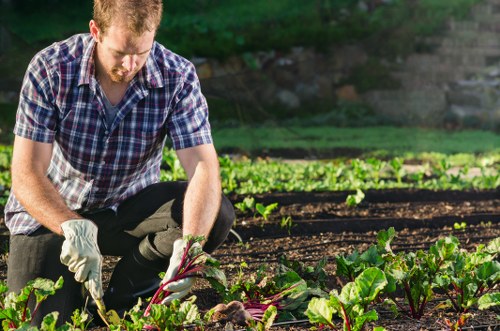 A man in a plaid shirt and light-colored gardening gloves is kneeling in a well-maintained garden bed, carefully tending to leafy vegetables with green and purple stems, which are growing in neat rows in rich, dark soil. The garden features a variety of plants, with visible soil borders separating different sections, and appears to be illuminated by natural sunlight, suggesting a bright, clear day. In the background, there are additional garden areas with similar planting arrangements, possibly part of a landscaped outdoor space typical of residential gardens in Swiss Cottage or nearby areas. The scene reflects an active gardening or planting service, illustrating careful cultivation and maintenance, likely provided by a professional landscaper such as Landscapers Swiss Cottage. The overall environment emphasizes a healthy, cultivated outdoor space suitable for sustainable gardening practices and garden enhancement services.