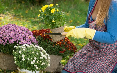 Seasonal hedge maintenance in Swiss Cottage