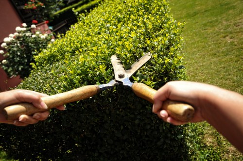 The image shows a close-up view of two hands holding gardening shears, actively trimming a dense, neatly shaped hedge with small, bright green leaves. The hedge is part of a well-maintained garden area with a lawn visible to the right, featuring vibrant green grass and a background of more shrubs and flowering plants, including a blooming pink rose. The scene is outdoors on a sunny day, with natural light highlighting the vivid colors and textures of the plants. The setting suggests careful garden maintenance typical of residential landscaping services in Swiss Cottage, with a focus on creating tidy, lush outdoor spaces that enhance the property's appearance and privacy. This environment reflects professional garden care suitable for both front and back gardens, aligning with landscaping services offered by companies like Landscapers Swiss Cottage.