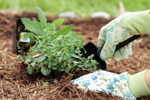A close-up view of a gardener planting a small, leafy shrub in a prepared flower bed within a residential garden. The gardener, wearing light green gardening gloves with a blue pattern, is holding a small trowel while carefully placing the plant into the rich, dark soil. Surrounding the planting area, there is visible mulched ground with a neat border of soil, and in the background, the garden features a well-maintained lawn with lush, green grass. The garden setting includes some hints of leafy plants and possibly flower beds, indicating a tidy and landscaped outdoor space typical of properties in Swiss Cottage. The natural daylight suggests overcast weather, providing soft lighting for detailed planting work, aligning with professional gardening and landscaping services offered by Landscapers Swiss Cottage, which include garden planting and landscape maintenance for local residential properties postcodes around NW3.