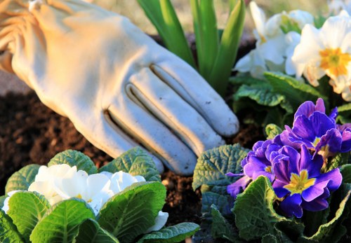 A close-up image of a gardener's gloved hand tending to a flower bed in a suburban garden, with vibrant primroses in shades of white, purple, and yellow growing among lush green foliage. The soil appears dark and freshly turned, indicating recent planting or maintenance work. In the background, there are broad green leaves and additional flowering plants, suggesting a well-maintained, carefully landscaped outdoor space in a residential area within or near Swiss Cottage. The scene is illuminated by soft natural daylight, possibly on a partly cloudy day, emphasizing the vivid colours and textures of the flowers and foliage. This image highlights detailed gardening activities that a professional landscaper from Swiss Cottage might perform, integrating plant care with tidy landscaping elements such as soil preparation and floral planting, reflecting an ongoing gardening service focused on creating attractive and flourishing garden environments.