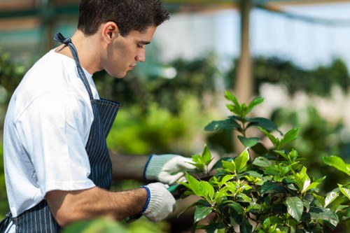 A male gardener wearing a white t-shirt, striped apron, and protective gloves tends to a lush green shrub in a well-maintained outdoor garden space. The garden features a neatly trimmed lawn area with dense, healthy grass in the foreground, bordered by a variety of vibrant green hedges and shrubs. In the background, there are additional garden elements such as potted plants, a wooden structure, and possibly a greenhouse, indicating a managed and cultivated outdoor environment typical of a residential garden in Swiss Cottage. The scene is lit by natural daylight with soft shadows, suggesting a clear, mild weather day. This image reflects professional gardening and landscaping service activities, highlighting plant care and garden maintenance suitable for promoting comprehensive planting services offered by Landscapers Swiss Cottage in the local area.