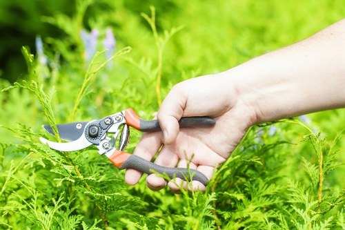 A close-up view of a person's hand using garden pruning shears to trim a green shrub in a backyard garden. The shrub features dense, leafy foliage with bright green tones, and is situated near a lawn area with well-maintained grass. In the background, there are additional plants and a blurred green environment, indicating an outdoor landscaped space typical for a residential garden in the Swiss Cottage area. The weather appears to be clear with natural daylight illuminating the scene, highlighting the textures of the plant leaves and the tools. The image reflects outdoor garden maintenance activities that are part of professional landscaping services offered by companies like Landscapers Swiss Cottage, focusing on hedge trimming and shrub care in a suburban setting, supporting the overall health and aesthetic of the garden landscape.