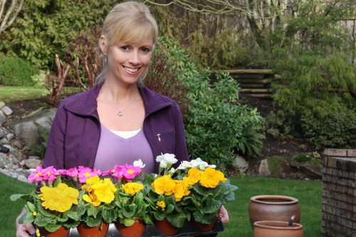 A woman standing in a well-maintained garden with lush green grass and a variety of plants, including a dense hedge in the background and blooming shrubbery. She is holding a black tray with multiple small terracotta pots containing vibrant yellow, pink, and white flowers. The garden features a paved stone pathway, a flower bed with dark soil, and decorative clay pots placed on the ground. The scene is outdoors during daylight, with natural light illuminating the garden elements, suggesting a mild, pleasant weather typical of a residential outdoor space in Swiss Cottage, London, suitable for gardening and landscaping services. The woman is dressed casually in a purple jacket and white top, smiling warmly, demonstrating a gardening or planting activity associated with professional gardening projects.