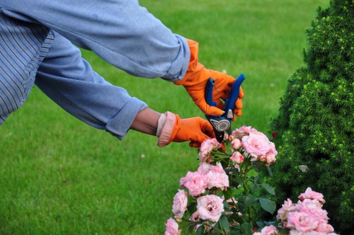 The image shows a gardener using pruning shears to trim a cluster of pink roses in a well-maintained garden space. In the foreground, the vibrant green lawn is visible, with a dense, dark green shrub or bush positioned to the right side of the image. The garden features a neatly arranged flower bed with blooming roses, contrasted against the smooth, lush grass. The gardener's hands are wearing bright orange gloves, and they are dressed in a light grey long-sleeve shirt, indicating careful outdoor horticultural work. The background reveals a neatly landscaped yard with additional greenery, possibly ornamental plants or trees, under natural daylight, suggesting a pleasant weather condition. The scene emphasizes garden maintenance activities, aligning with professional landscaping and gardening services provided by Landscapers Swiss Cottage, supporting local gardening and outdoor space enhancement in the Swiss Cottage area near London, with a focus on garden care and safety.